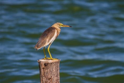 Premium Photo Chinese Pond Heron In The Nature Thailand