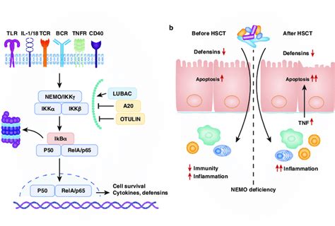 Mechanism Of Colitis In Nemo Hypomorphic Mutations Nemo The