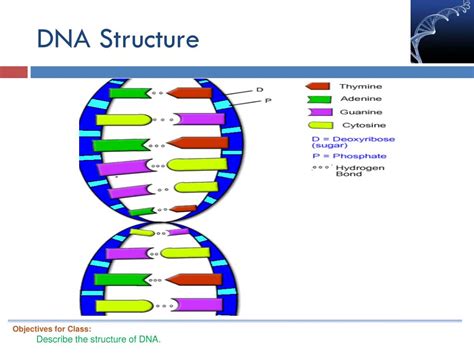 Ppt Intro To Genetics Dna Structure And Function Powerpoint