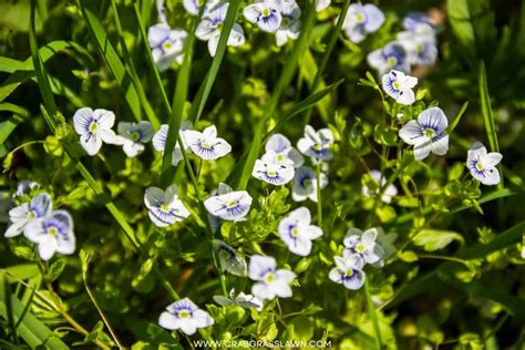 15 Weeds with White Flowers: Common Lawn Weed Guide (2024) | CrabgrassLawn