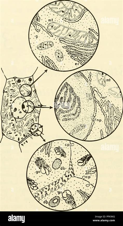 Cytology Cytology Figure Schematic Representation Of A