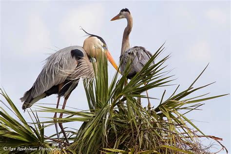 Ann Brokelman Photography Great Blue Herons On Nest Florida 2015