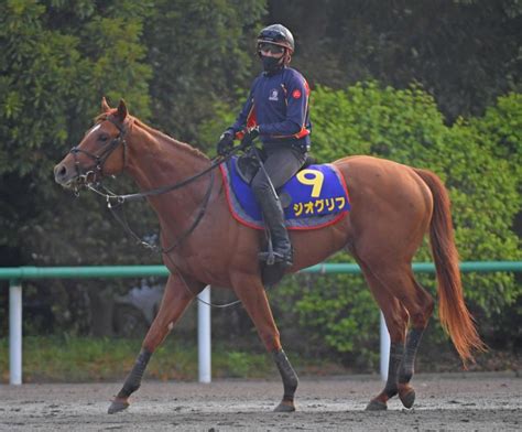 【日本ダービー】ジオグリフ 2冠制覇へ万全 皐月賞から超回復 木村師「馬のすごさを実感」競馬・レースデイリースポーツ Online