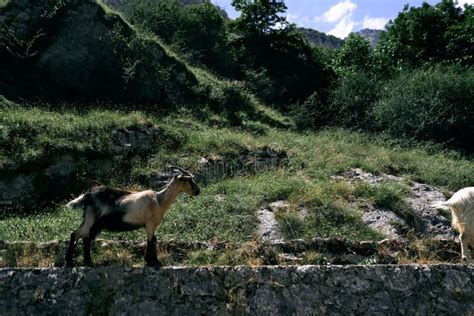 Mountain Goats With Big Horns Calm Walking Through The Stones Of The