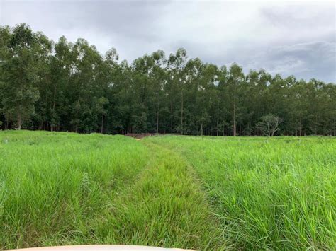 FAZENDA A VENDA EM DOM AQUINO MT