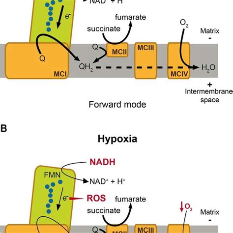 Membrane Model Of Acute O Sensing By Arterial Chemoreceptor Cells A