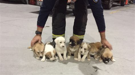 Siete Cachorros Abandonados En Padrón Encuentran Hogar En Apenas Unas Horas