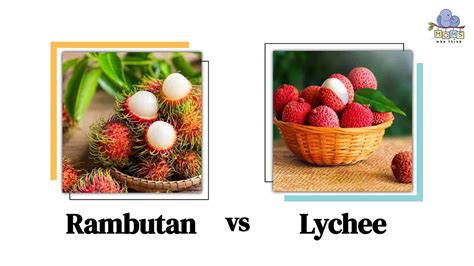 Lichia E Rambutan É A Mesma Coisa - Rambutan vs. Lychee: 3 Differences & Which is Healthier