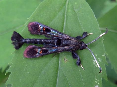 Toronto Wildlife - Clearwing Moths