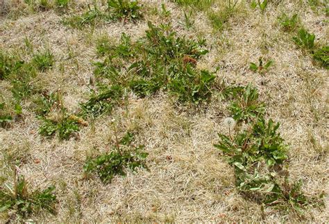 Tips For Weed Control For Lawn Owners! - Guaranteed