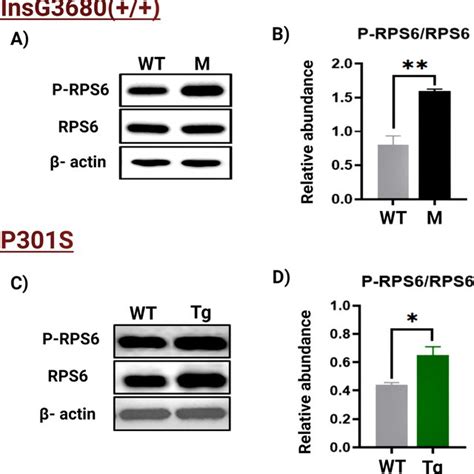 WB Analysis A Representative WB Of RPS6 And P RPS6 Prepared From The