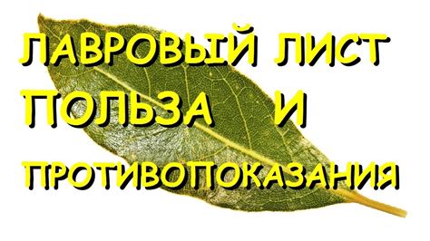 Лавровый лист. Лечебные свойства и противопоказания. - YouTube