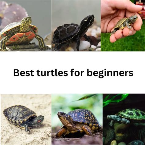 6 Best Pet Turtles For Beginners Guide To The Turtleverse