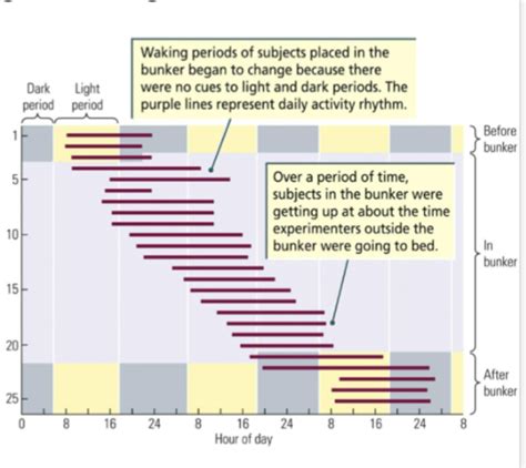 Lecture Sleep Flashcards Quizlet