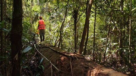 Reserva Na Amazônia Tem Manejo De Floresta De Baixo Impacto Com Apoio