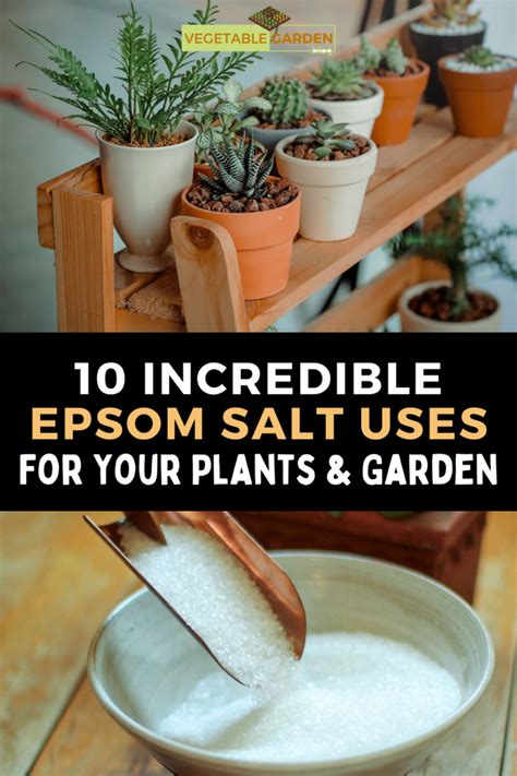 Incredible Epsom Salt Uses For Your Plants Garden