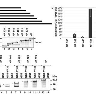 Mapping Of Regions On Np Involved In Binding To Vp A Schematic