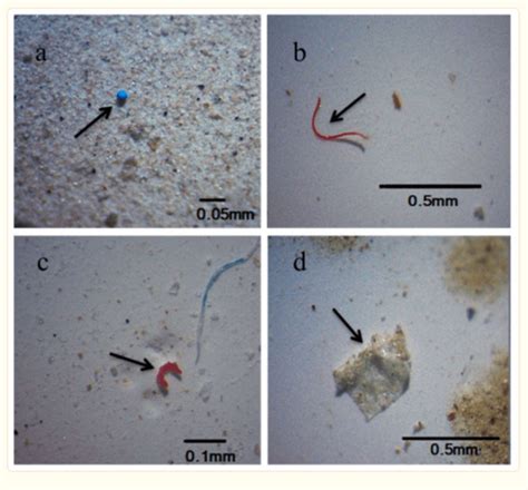 Microplastics Torch Conservation Center