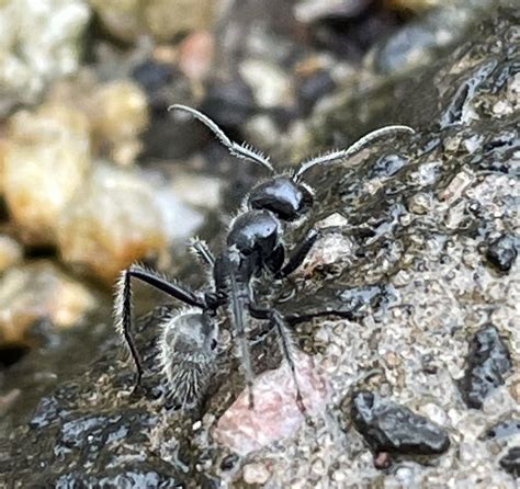 Calomyrmex From Danbulla National Park And State Forest Tinaroo Qld