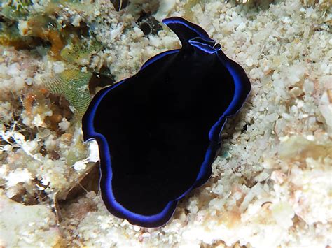 Sapphire Flatworm Pseudoceros Sapphirinus Great Barrier Reef