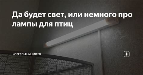Да будет свет, или немного про лампы для птиц | Кореллы Unlimited | Дзен