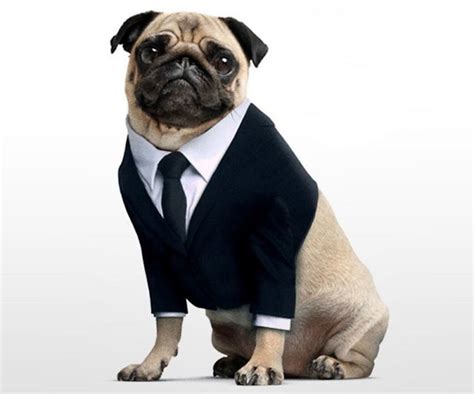 Pug Black Suit