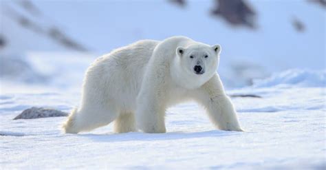 Polar Bear Size Comparison: How Big is the Biggest Bear? - A-Z Animals