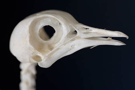 Top 60 Bird Skull Stock Photos Pictures And Images Istock