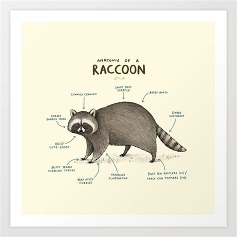 Raccoon Anatomy Organs