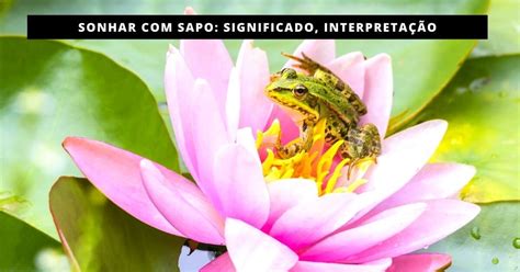 Sonhei Com Sapo O Que Significa - Sonhar com sapo: Significado, Interpretação - Mundo da Numerologia