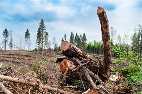 Destruição Da Vegetação Corte Excessivo De Arvores - Vista da paisagem de desmatamento de árvores cortadas conceito de ...