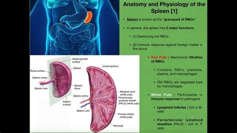 Anatomy & Physiology of the Spleen | Anatomy and physiology, Physiology ...