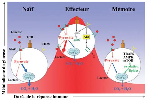 2 Modifications Transitoires Du M Tabolisme Des LT Au Cours D Une