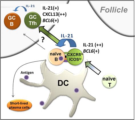 Human Tonsil B Cell Lymphoma 6 Bcl6 Expressing Cd4 T Cell Subset Specialized For B Cell Help