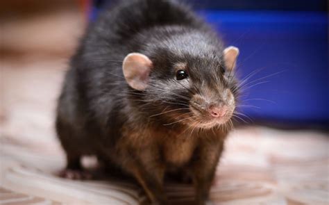 Rodent Control In Lyman South Carolina Mouse Rat Exterminator