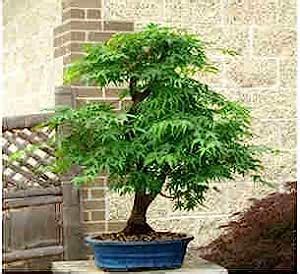 Amazon Pcs Kinds Rare Japanese Maple Seeds Bonsai Tree