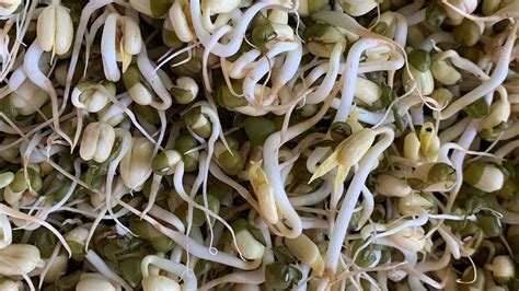 How To Sprout Mung Moong Beans At Home Easy And Healthy Sprouting Tips