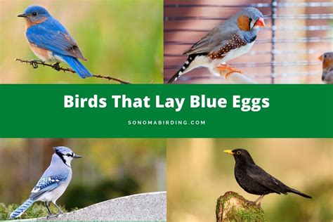 10 Birds That Lay Blue Eggs (Why Does It Happen?) - Sonoma Birding
