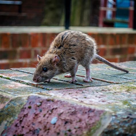 Mieux connaître le rat et prévenir l'invasion