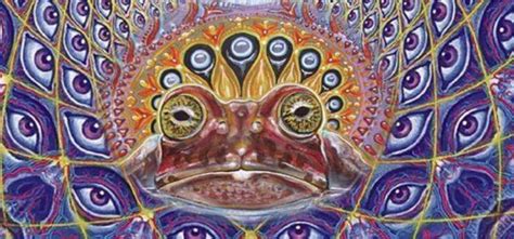 Exploring Bufo Meo Dmt At Sanctuary Tulum Healing Center In Mexico