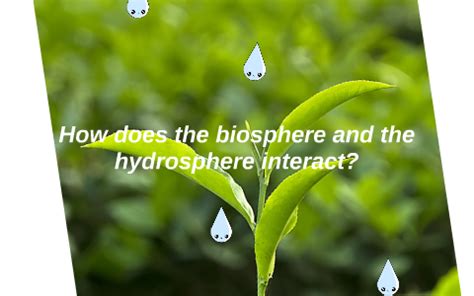 How does the biosphere and the hydrosphere interact? by June Kang on Prezi