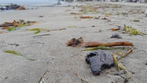 Pescadores De Veracruz Son Afectados Por Chapopote En Mar Y Playas