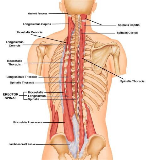 Deep Muscles of the Back - Erector Spinae • Bodybuilding Wizard