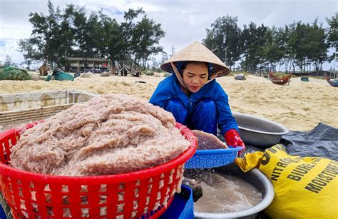 Ngư dân Quảng Trị được mùa "lộc trời" ruốc biển