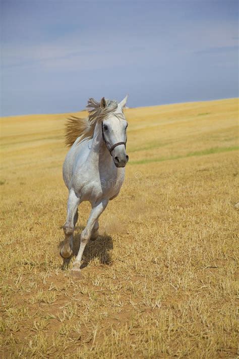 Arabian Horse Running Stock Photo - Image: 21276590