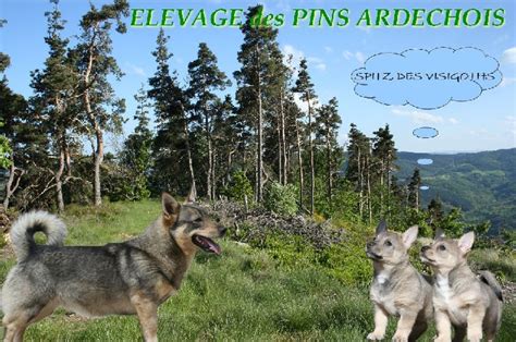 Elevage Des Pins Ard Chois Eleveur De Chiens Vallhund Su Dois Spitz