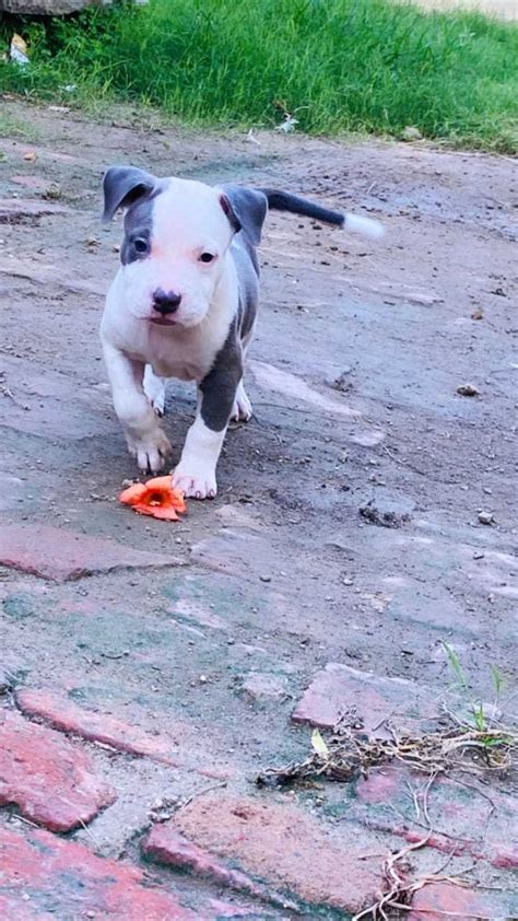 Find Purebred Pitbull Dogs and Puppies for sale | Mr n Mrs Pet