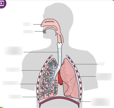 The Breathing System - Chapter 7 Diagram | Quizlet