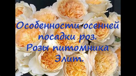 Особенности осенней посадки роз. Розы питомника Элит. - YouTube