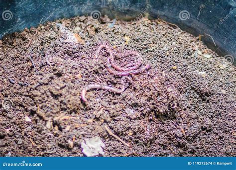 Earthworm Farm is Turning the Organic Kitchen Waste into Nutrient-rich ...